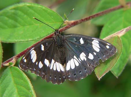 Blauweijsvogelvlinder110605B